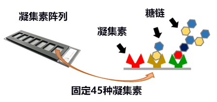 一滴尿预测糖尿病未来恶化情况