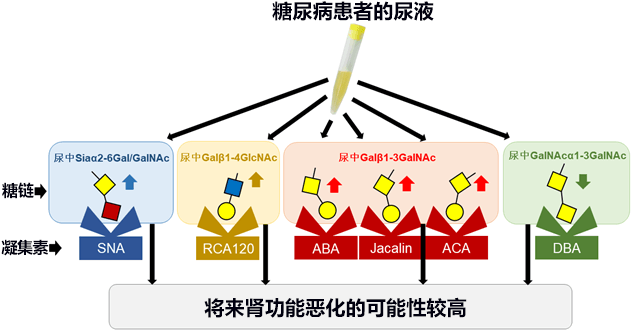一滴尿预测糖尿病未来恶化情况